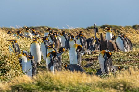 Tierra del Fuego and King Penguin