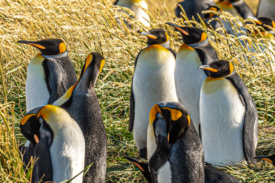 Tierra del Fuego and King Penguin