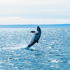 Observación de Delfines