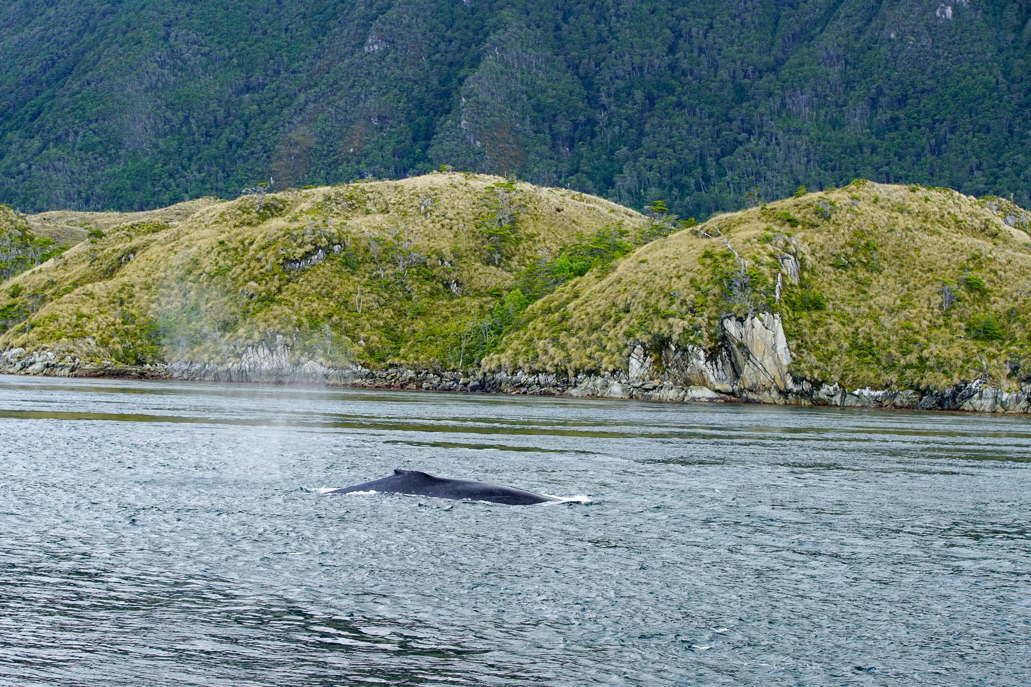 Tour Ballenas, Pingüinos y Glaciares desde Punta Arenas