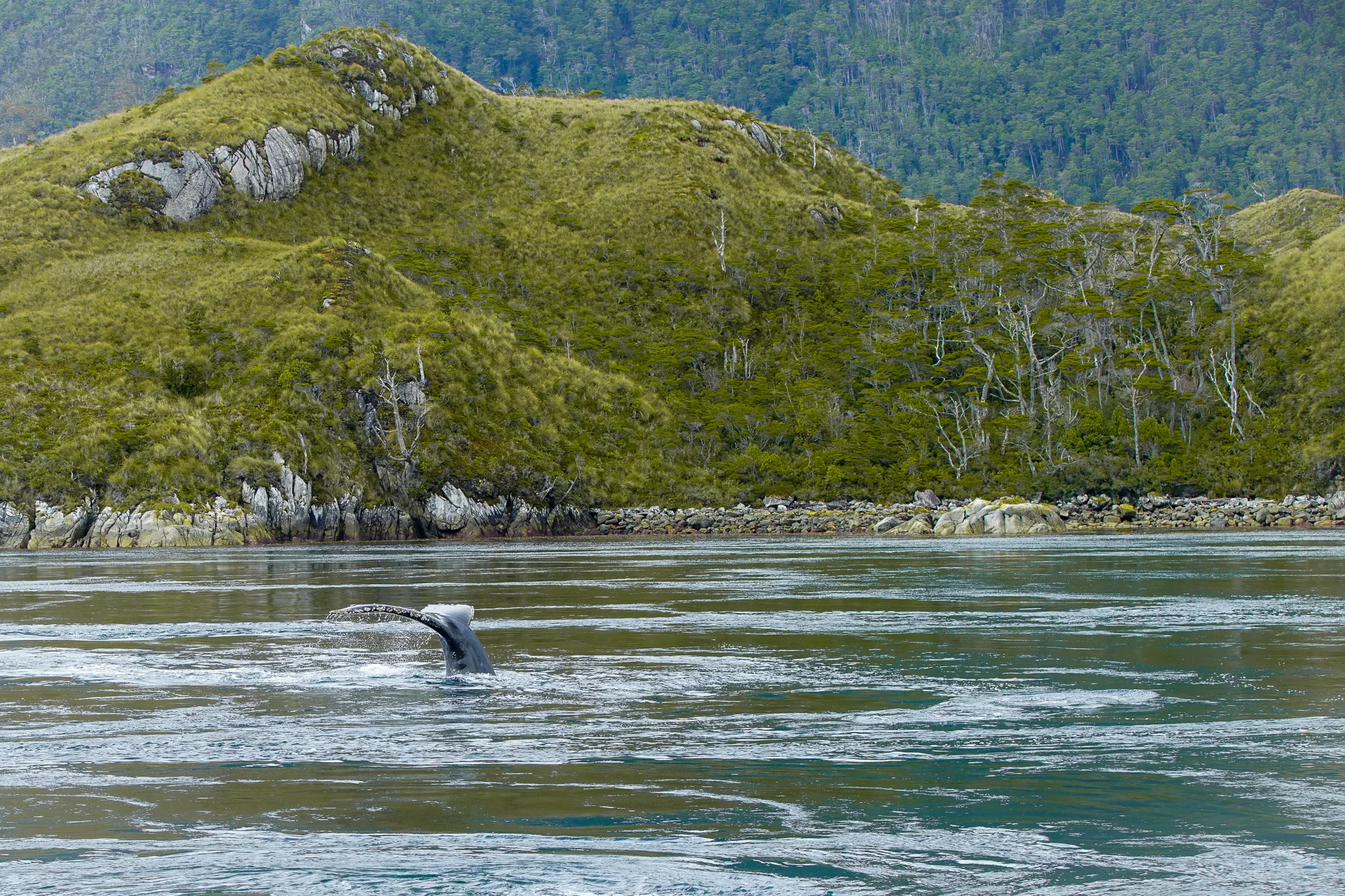 Tour Ballenas, Pingüinos y Glaciares desde Punta Arenas