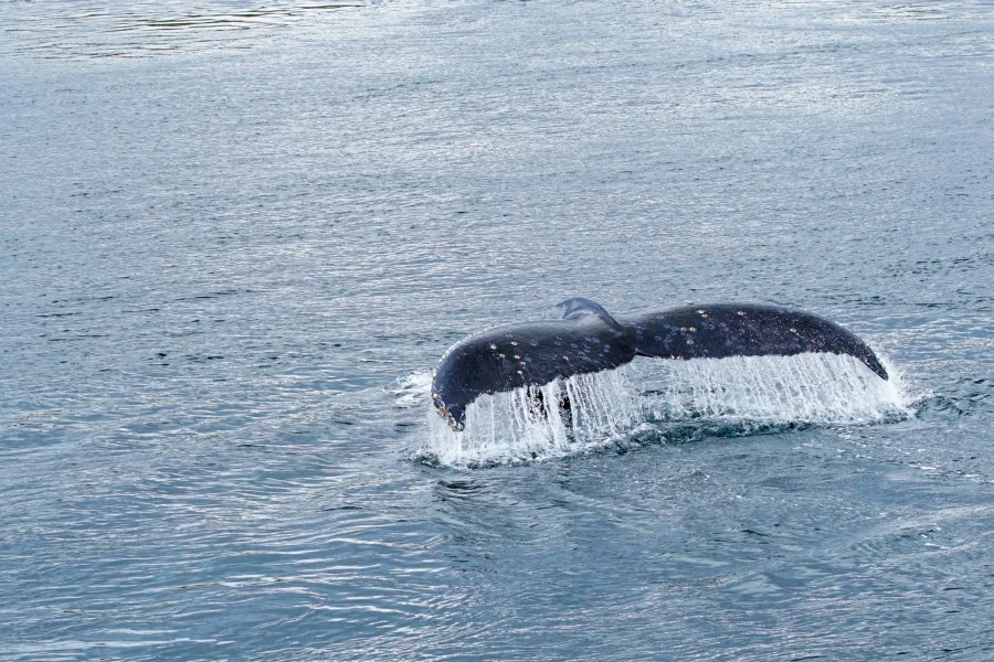 Whales, Penguins and Glaciers Tour from Punta Arenas