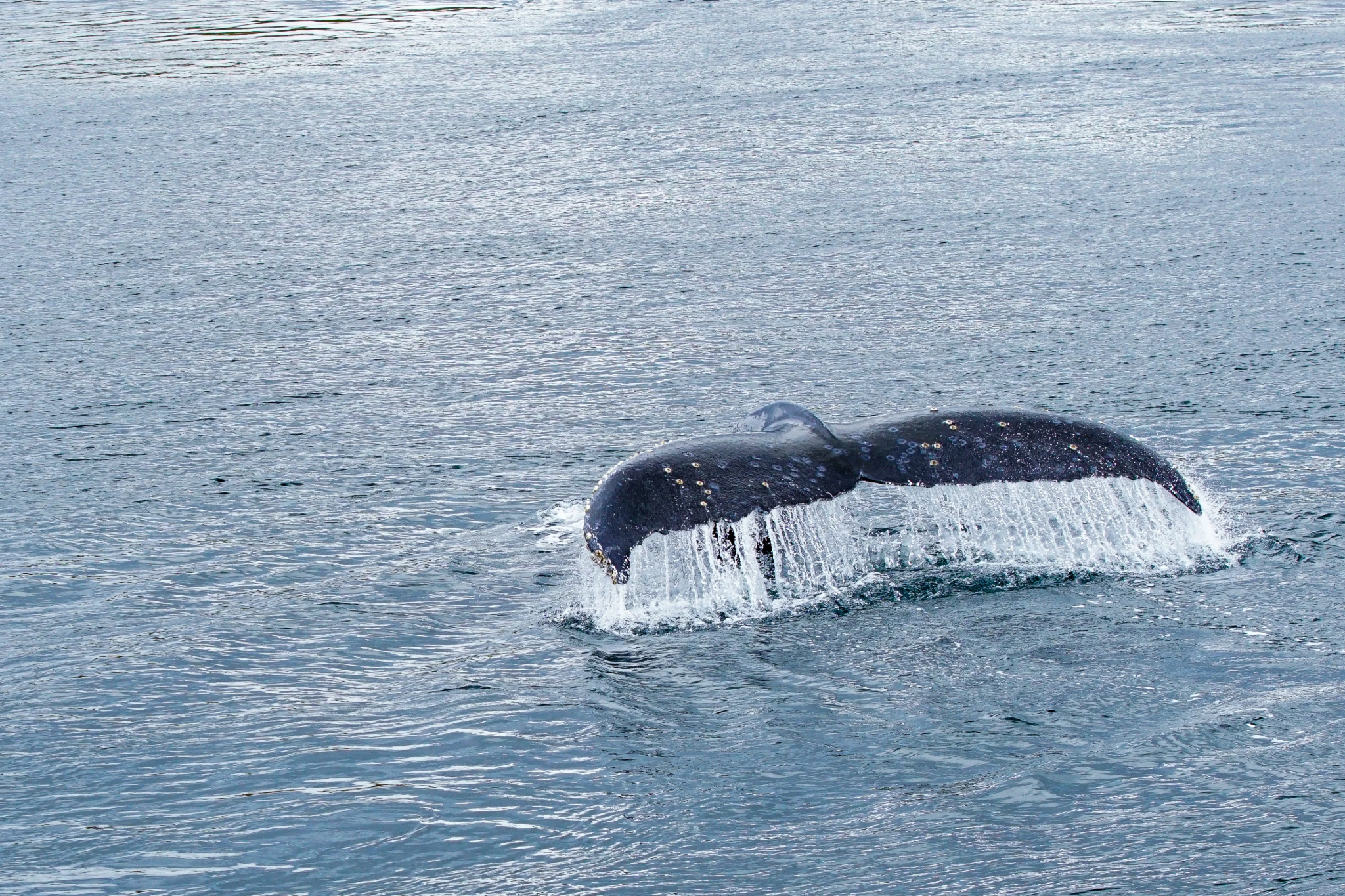 Tour Ballenas, Pingüinos y Glaciares desde Punta Arenas