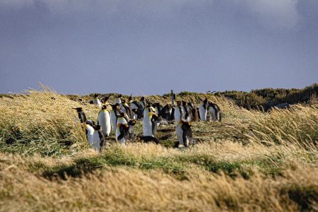 Tierra del Fuego and King Penguin